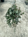 Hoya curtisii