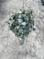 Hoya curtisii