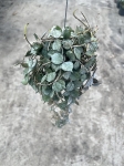 Hoya curtisii