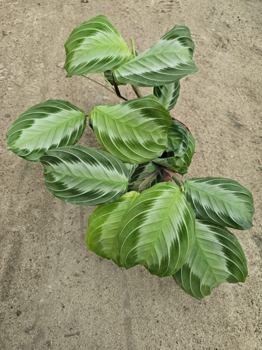 Maranta Silver Band - M