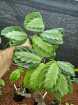 Maranta Silver Band - M