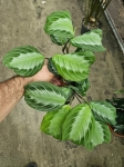 Maranta Silver Band - M