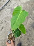 Philodendron sp. Angel - L