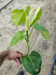 Philodendron sp. Angel - L
