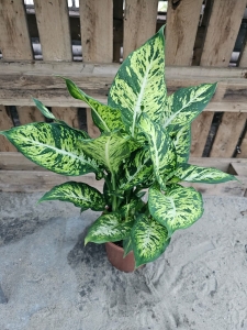 Dieffenbachia 'Sublime' - L