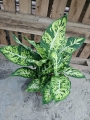 Dieffenbachia 'Sublime' - XL