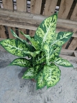 Dieffenbachia 'Sublime' - XL
