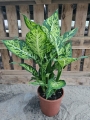 Dieffenbachia 'Sublime' - XL