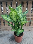 Dieffenbachia 'Sublime' - XL