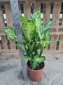 Dieffenbachia 'Sublime' - XL
