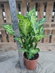 Dieffenbachia 'Sublime' - XL