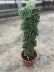 Monstera dubia - L