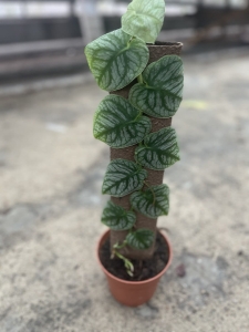 Monstera-dubia-XL.webp?overlay=1