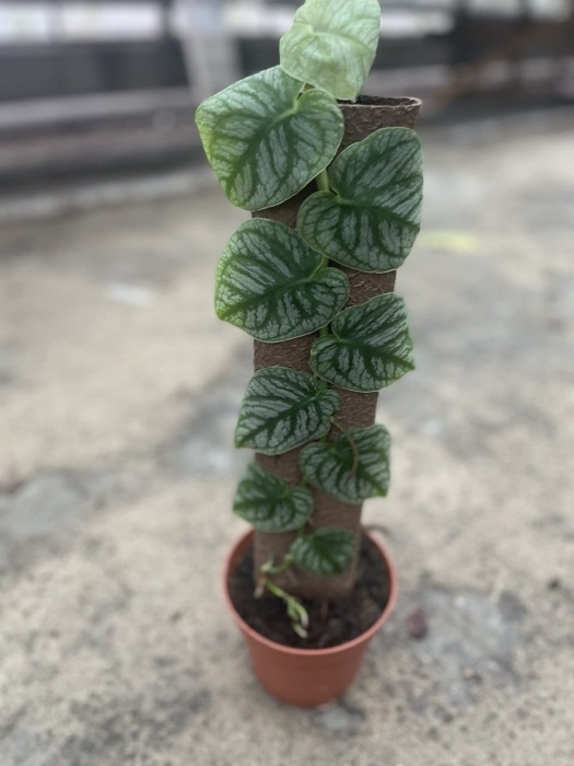 Monstera dubia XL
