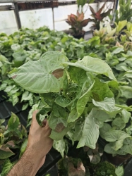 Syngonium confetti M