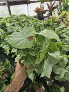 Syngonium confetti M