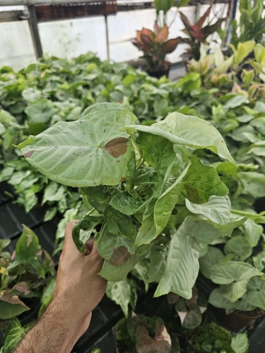 Syngonium confetti M