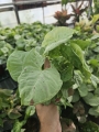 Syngonium confetti M