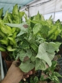 Syngonium confetti M