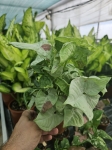 Syngonium confetti M