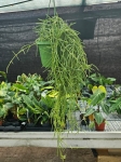 Hoya linearis - L