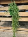 Hoya linearis - L