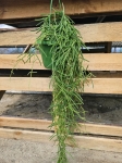 Hoya linearis - L
