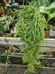 Hoya linearis - L