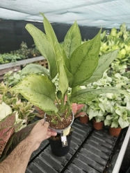 Aglaonema BJ Freedman