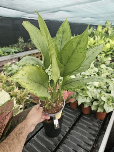 Aglaonema BJ Freedman