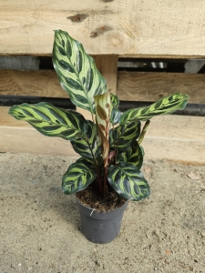  Goeppertia (Calathea) makoyana - M