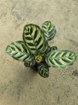 Goeppertia (Calathea) makoyana - M
