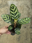 Goeppertia (Calathea) makoyana - M