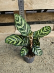 Goeppertia (Calathea) makoyana - M