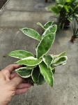 Hoya carnosa 'Albomarginata' - M