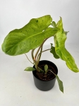 Philodendron Paraiso Verde - M