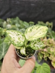 Aglaonema Snow White