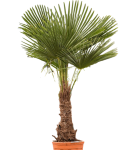 Trachycarpus fortunei - poglądowe zdjęcie dorosłej rośliny