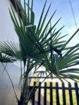 Trachycarpus fortunei - poglądowe zdjęcie dorosłej rośliny