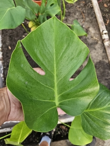 Monstera deliciosa Big Form.