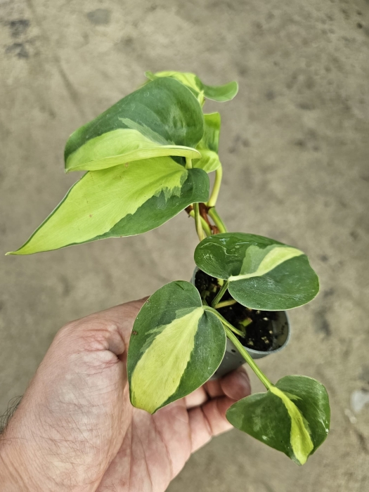 Philodendron hederaceum 'Brasil' - S