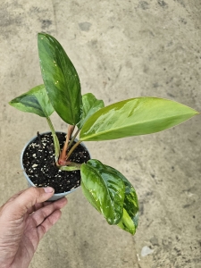 Philodendron Rojo Congo variegata