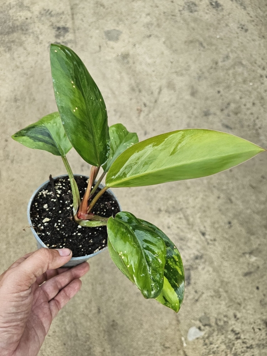Philodendron Rojo Congo variegata