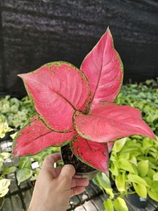 Aglaonema Pink Star