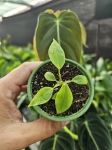 Philodendron nangaritense - S