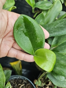 Rhaphidophora hongkongensis - cięty węzeł