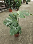 Monstera Thai Constellation - L