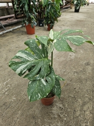 Monstera Thai Constellation - L 