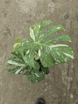 Monstera Thai Constellation - L