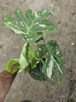 Monstera Thai Constellation - L
